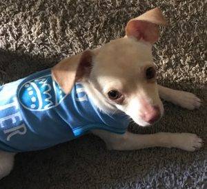Staying with owner – mia – adorable 5 mo chihuahua puppy – la jolla ca