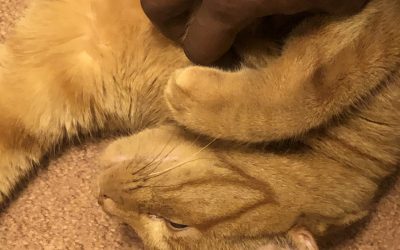 1 super cuddly orange tabby cat for adoption in farmingdale new york – meet hermes