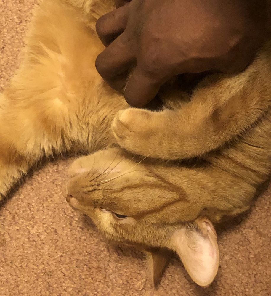 1 Super Cuddly Orange Tabby Cat for Adoption in Farmingdale New York – Meet Hermes