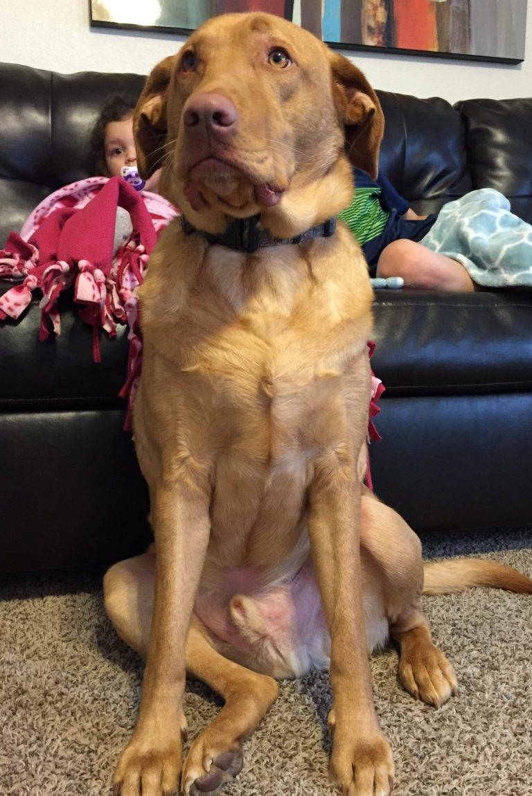 labrador in need of rehoming