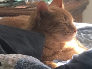 Orange Tabby Cat for Adoption in Farmingdale New York