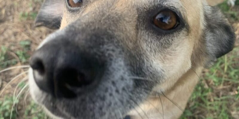 Black Mouth Cur for Adoption in San Antonio Texas