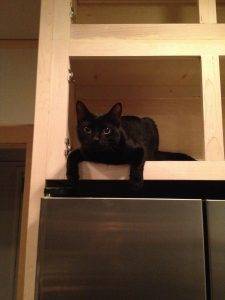 Nashville tn – gorgeous black cat for private adoption – meet binx
