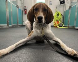 beagle mix dog for adoption in jacksonville fl Photo Amazing Beagle For Adoption In Jacksonville (Ponte Vedra Beach) Florida