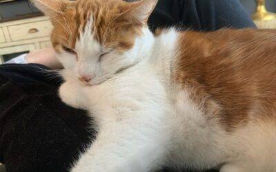 Orange calico cat for adoption in san diego ca – supplies included – adopt mia