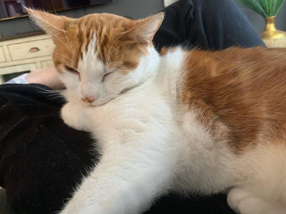 Orange Calico Cat For Adoption in San Diego CA Supplies Included