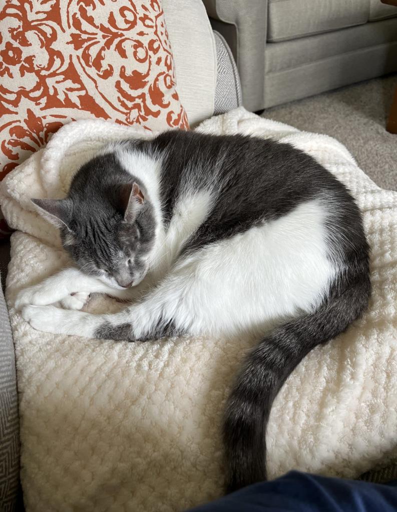 Adorable declawed tabby tuxedo cat for adoption in philadelphia (marlton nj) – meet mio