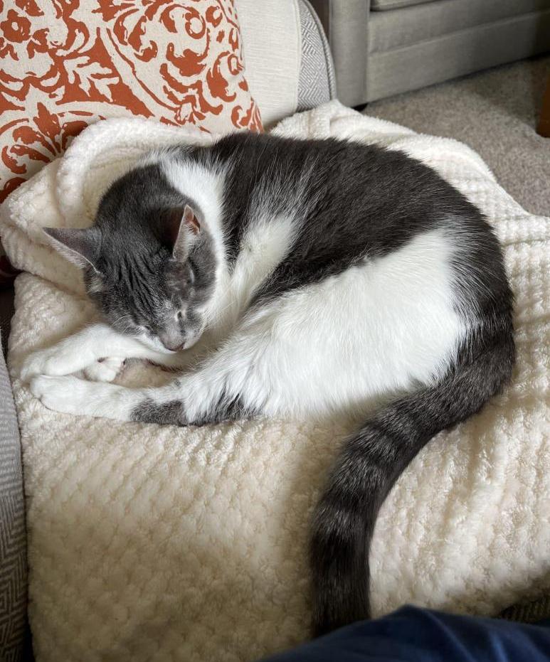 Adorable Declawed Tabby Tuxedo Cat For Adoption in Philadelphia (Marlton NJ) – Meet Mio