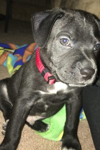 Dog for adoption in charlotte nc