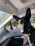 German Shepherd Black Labrador Retriever Mix For Adoption in Matthews NC – Supplies Included – Adopt Dyson