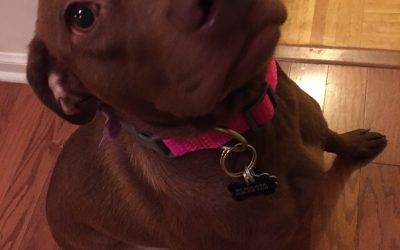 American staffordshire terrier (amstaff) mix dog for adoption – meet sweet sansa