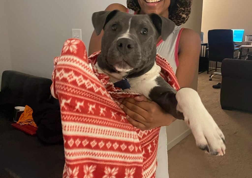 American pit bull terrier for adoption in charlotte nc poses in a red and white blanket