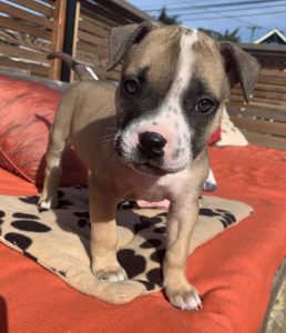 Dog for adoption in coquitlam