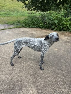 Blue Heeler Dog for Adoption in Candler (Asheville) NC – Meet Litty