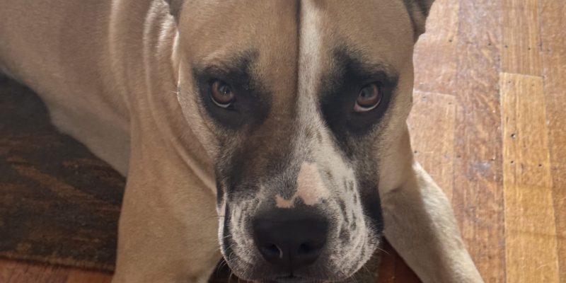 Photo of esther, a boxer pitbull mix dog for adoption in Coquitlam BC. In this photo she looks into the camera with a serious expression on her face.