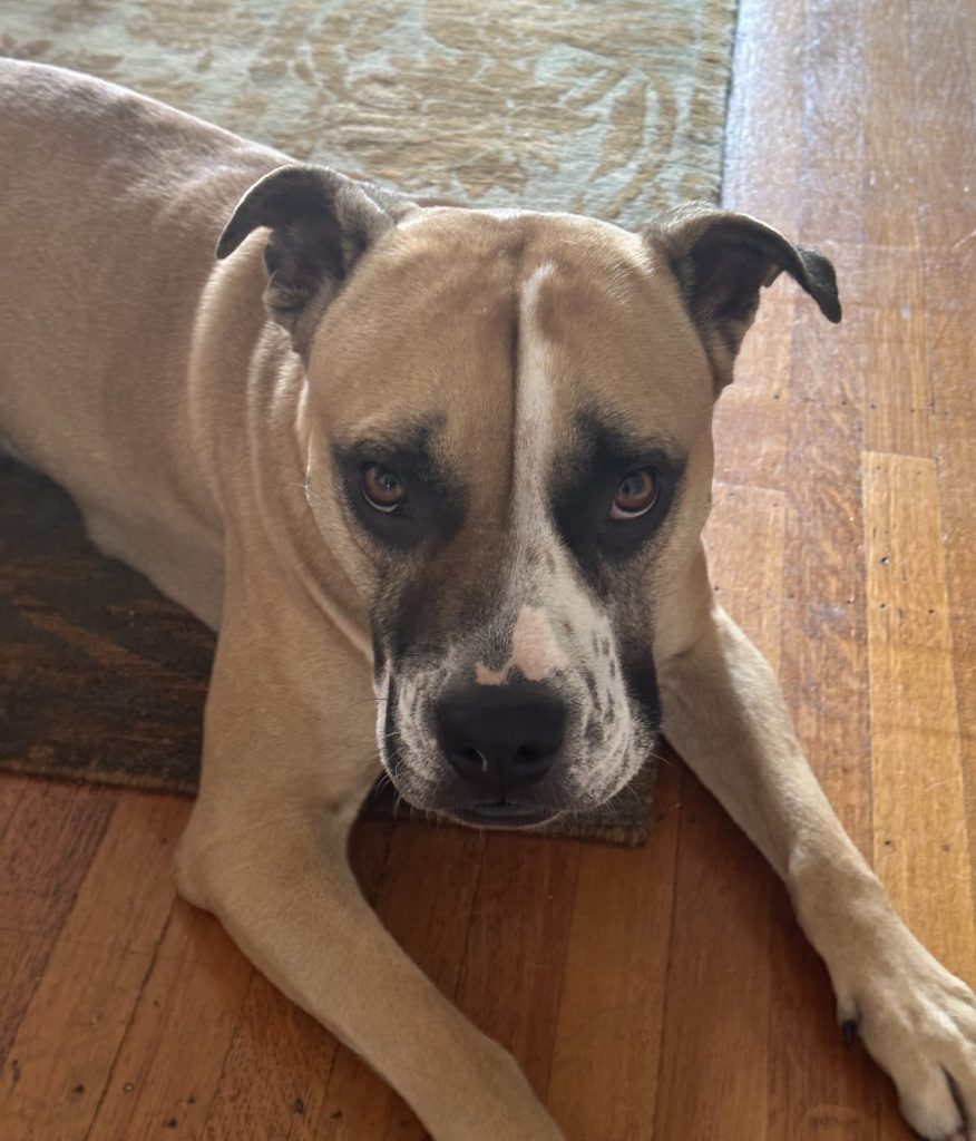 Photo of esther, a boxer pitbull mix dog for adoption in coquitlam bc. In this photo she looks into the camera with a serious expression on her face.