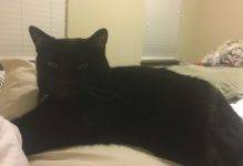Tai - Black and White Tuxedo Cat For Adoption in Indianapolis