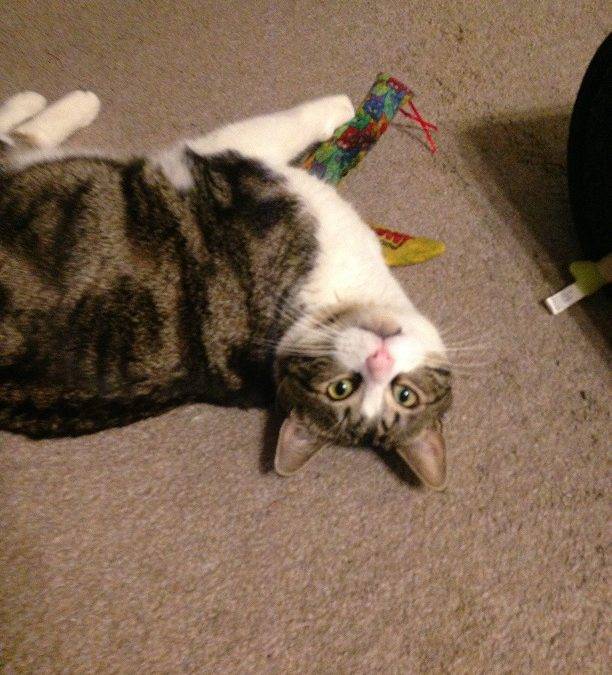 Bengal Mix Cat For Adoption in San Jose California – Meet Swirley