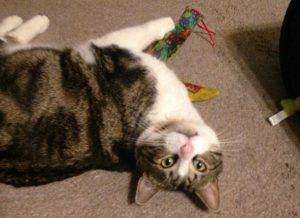 Bengal mix cat for adoption in san jose california – meet swirley