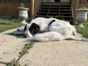 Great pyrenees dog for adoption
