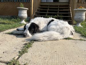 Great Pyrenees Dog for adoption Photo Great Pyrenees Dog for adoption