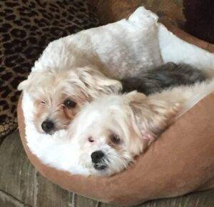 Rehomed wolfy and cleo – adorable duo of morkies