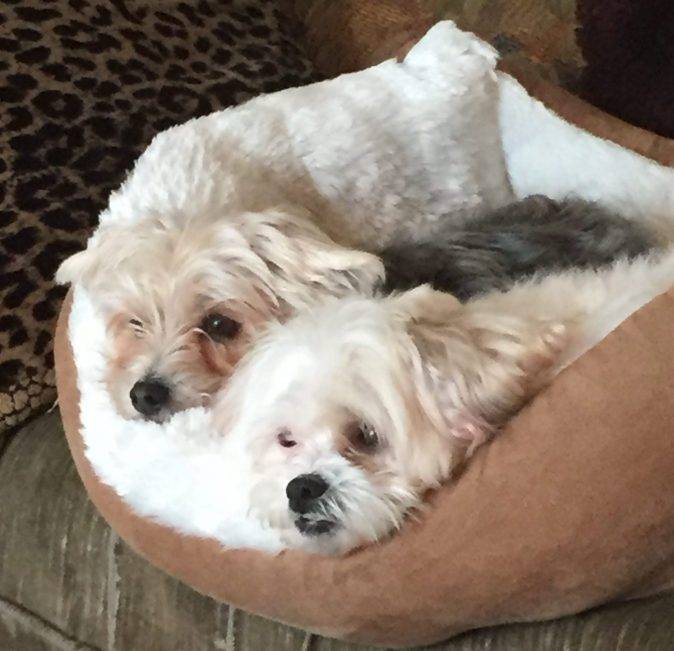 REHOMED Wolfy and Cleo – Adorable Duo of Morkies
