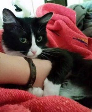 Psyche - Ragdoll Mix Cat For Adoption Nashville