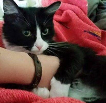 psyche - ragdoll mix cat for adoption nashville