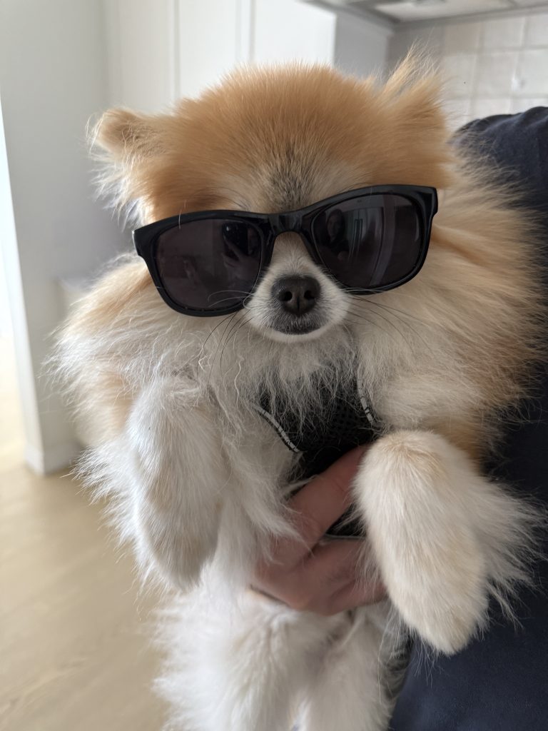 Pomeranian dog for adoption Photo Pomeranian dog for adoption in St Albert, Ab