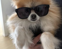 Pomeranian Dog For Adoption In St Albert, Ab