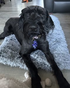 Giant schnauzer for adoption in edmonton ab
