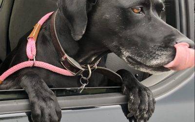 Beautiful german shorthaired pointer mix for adoption – supplies included – carlsbad ca