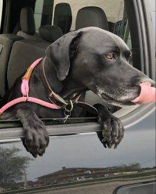 German Shorthaired Pointer Pitbull Mix Dog For Adoption In Carlsbad CA
