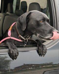 Beautiful german shorthaired pointer mix for adoption – supplies included – carlsbad ca