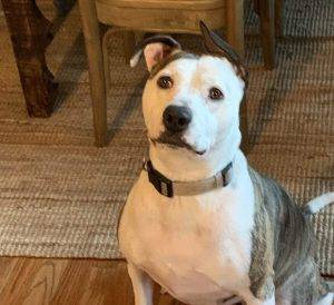 American pit bull terrier mix dog for adoption in waxhaw nc – supplies included – adopt brenley