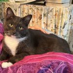 Tommy - A Gray And White Tuxedo Cat Looking For A New Home In Conroe Texas