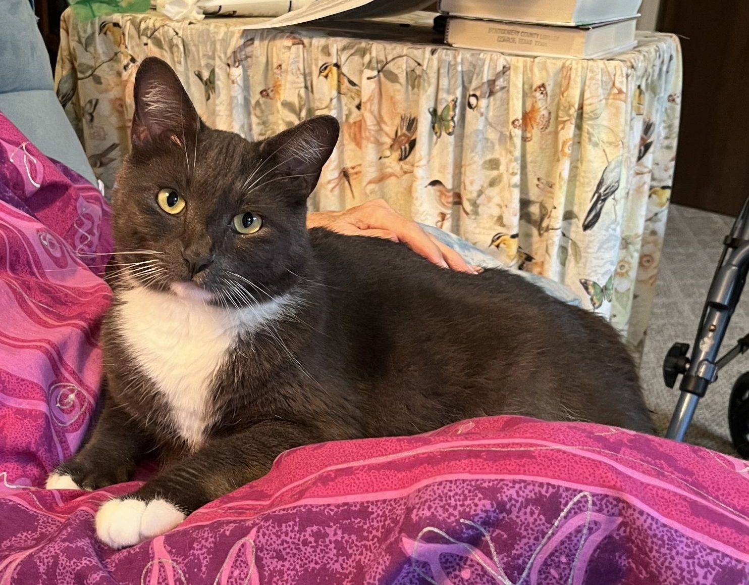 Tommy - a gray and white Tuxedo cat looking for a new home in Conroe Texas