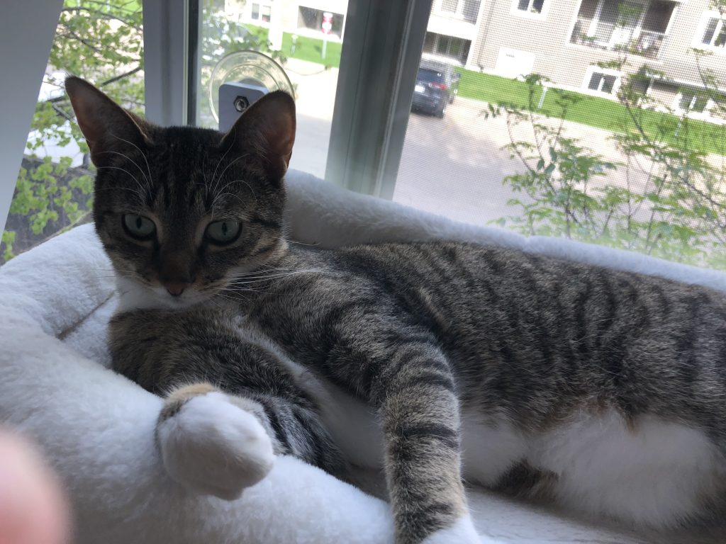 Exquisite Gray Tabby Cat for Adoption in Edmonton AB – Meet Misty