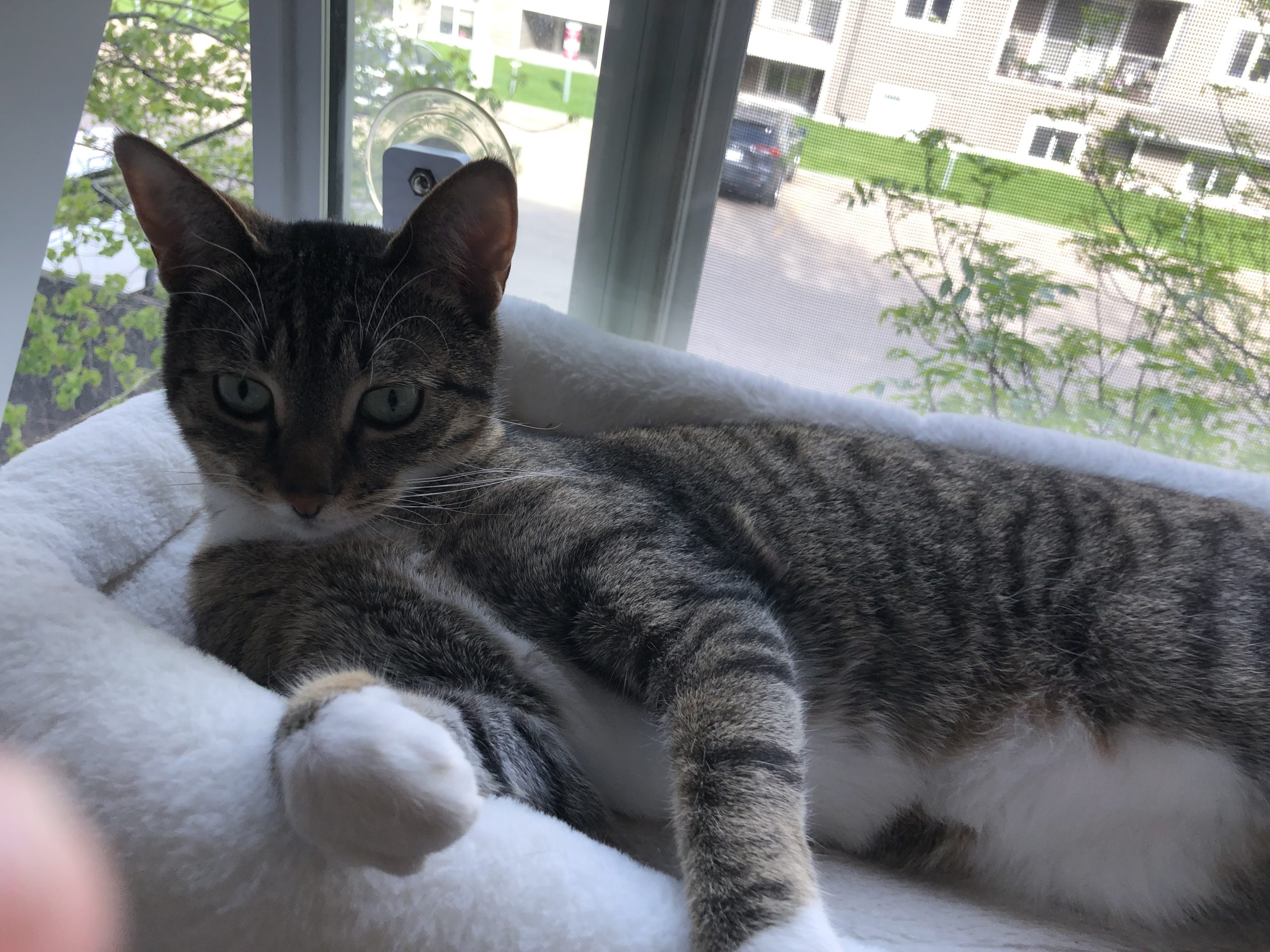 Exquisite Gray Tabby Cat for Adoption in Edmonton AB – Meet Misty