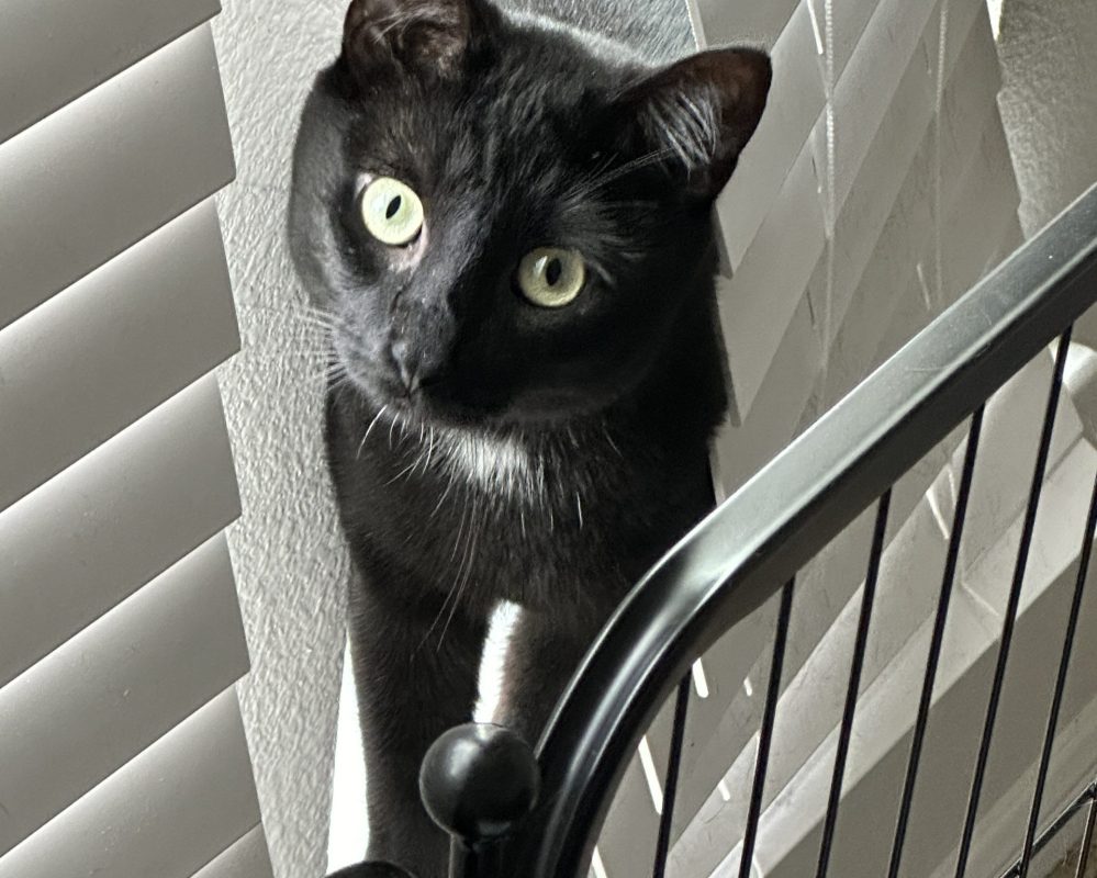 Adorable Black Cat For Adoption in Houston (Dickinson) Texas – Meet Ivan