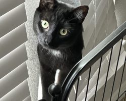 black cat for adoption in houston