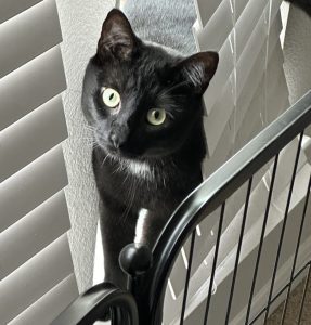Adorable Black Cat For Adoption In Houston (Dickinson) Texas – Meet Ivan