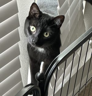 Adorable Black Cat For Adoption In Houston (Dickinson) Texas – Meet Ivan