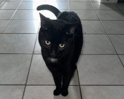 black cat for adoption in houston