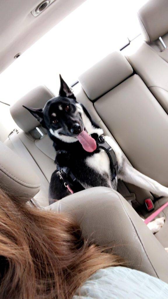 San diego ca – siberian husky german shepherd mix (shepsky) for adoption – supplies included – adopt herra