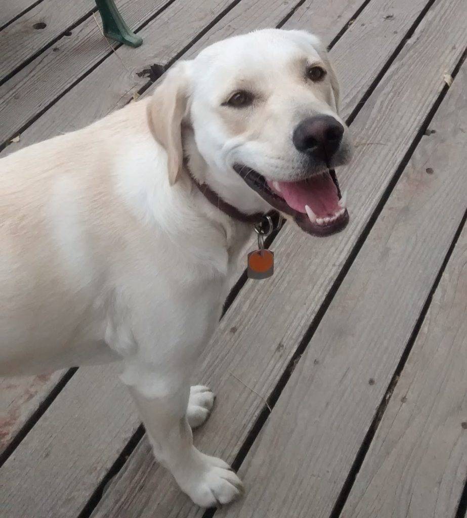Yellow Labrador Retriever For Private Adoption Dallas TX Adopt Sara