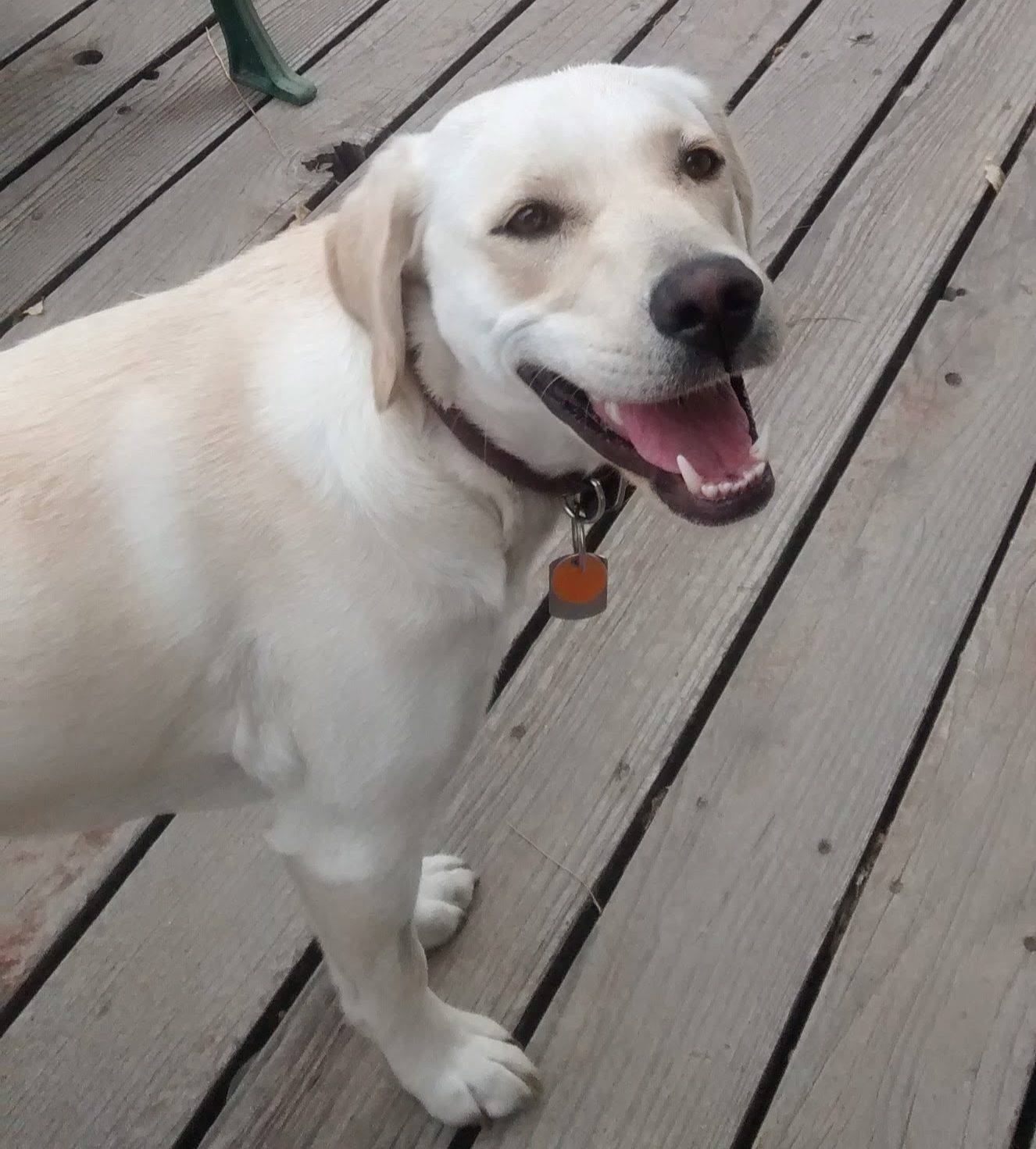 Sara Yellow Labrador Retriever For Private Adoption Dallas Texas