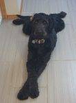Labradoodle For Adoption In Calgary