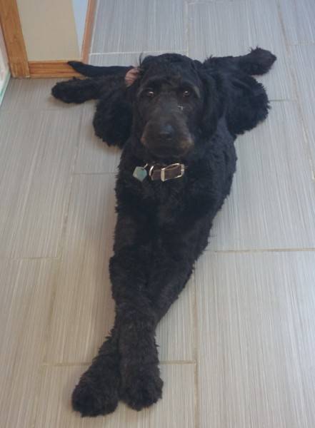 standard black goldendoodle